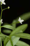 Bluntleaf bedstraw